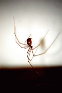 Brown Spider